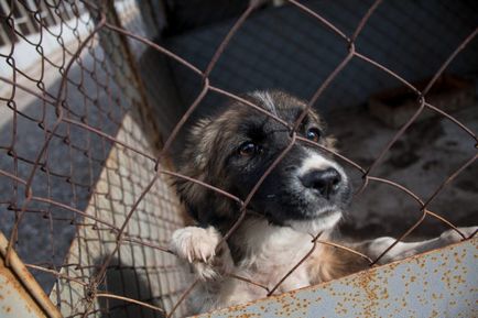 8. Tévhitek kóbor kutyák Kazahsztánban, faktchek