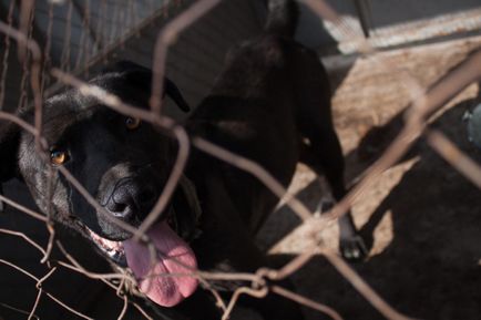 8 Mituri despre câinii vagabonzi în Kazahstan, choppers