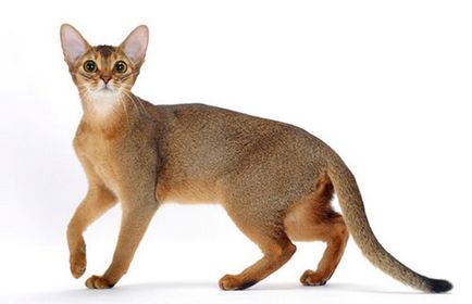 Pisica abisiniană despre rasa de căprioară a venei de aur din pisica abisiniană din Sankt Petersburg