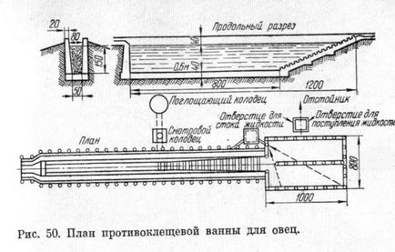 Акариформні кліщі псороптоз тварин