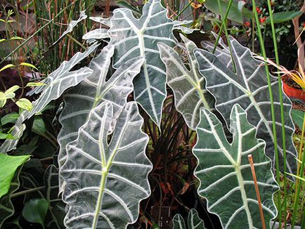 Alocasia - îngrijire la domiciliu, oală, sol, transplant, fotografie, video