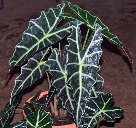 Alocasia - îngrijire la domiciliu, oală, sol, transplant, fotografie, video