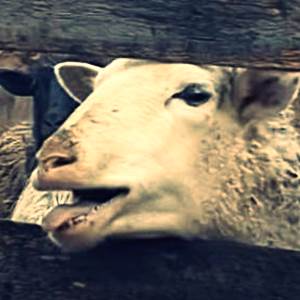 Альпійська порода кіз - характеристики породи з фото і відео