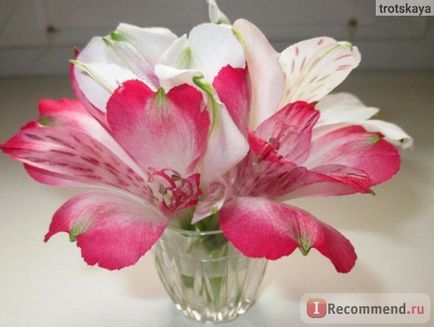 Alstroemeria - „alstroemeria - a szépség! Elmondom, hogyan kell kiválasztani, és hogyan lehet bővíteni az élet a virágok vázában,