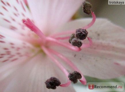 Alstroemeria - „alstroemeria - a szépség! Elmondom, hogyan kell kiválasztani, és hogyan lehet bővíteni az élet a virágok vázában,
