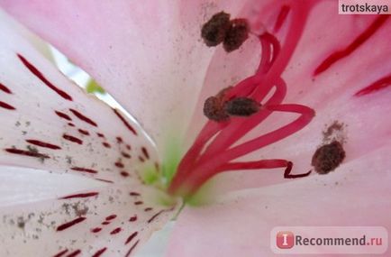 Alstroemeria - „alstroemeria - a szépség! Elmondom, hogyan kell kiválasztani, és hogyan lehet bővíteni az élet a virágok vázában,