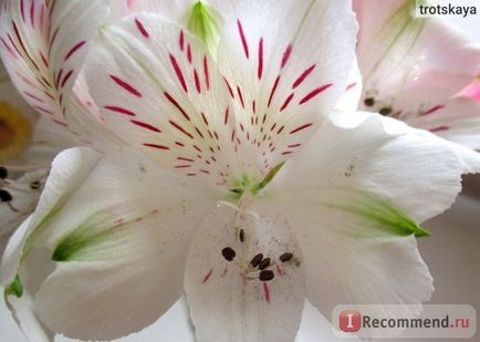 Alstroemeria - „alstroemeria - a szépség! Elmondom, hogyan kell kiválasztani, és hogyan lehet bővíteni az élet a virágok vázában,