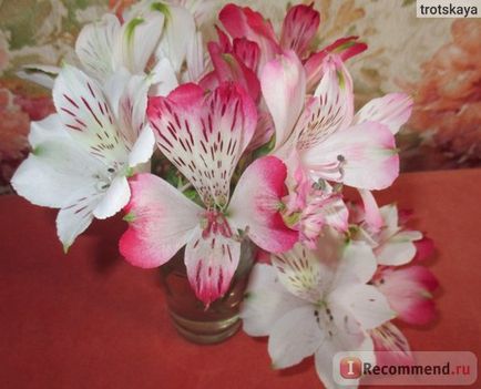 Alstroemeria - „alstroemeria - a szépség! Elmondom, hogyan kell kiválasztani, és hogyan lehet bővíteni az élet a virágok vázában,