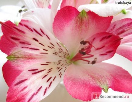 Alstroemeria - „alstroemeria - a szépség! Elmondom, hogyan kell kiválasztani, és hogyan lehet bővíteni az élet a virágok vázában,