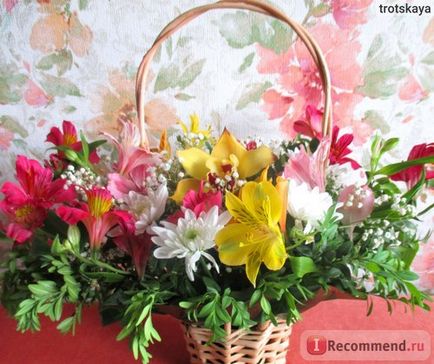 Alstroemeria - 