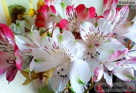 Alstroemeria - „alstroemeria - a szépség! Elmondom, hogyan kell kiválasztani, és hogyan lehet bővíteni az élet a virágok vázában,