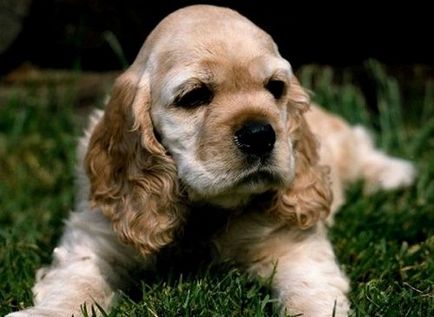 American Cocker Spaniel - descrierea, îngrijirea și conținutul rasei, fotografiile și videoclipurile