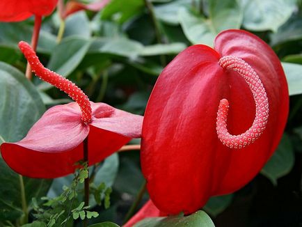 Anthurium otthoni gondozást