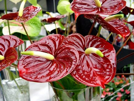 Anthurium otthoni gondozást