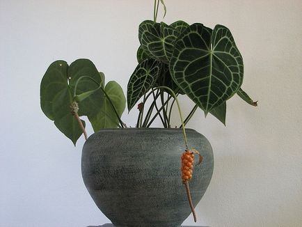 Anthurium otthoni gondozást