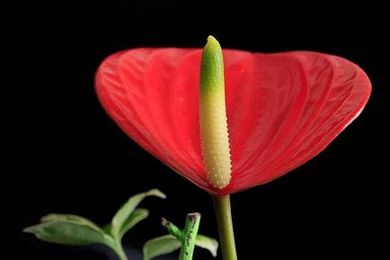 Anthurium - îngrijire la domiciliu, reproducere, dăunători, boli