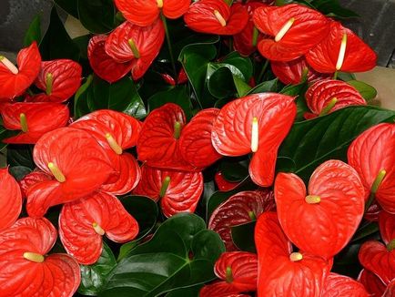 Anthurium - îngrijire la domiciliu, reproducere, dăunători, boli