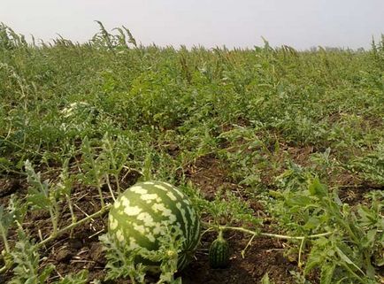 Кавун звичайний (шерстистий) - (citrullus lanatus (thunb