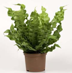 Asplenium, îngrijire la domiciliu pentru asplenium de flori