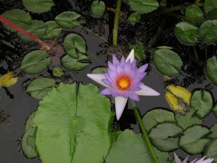 Flora și fauna din Australia