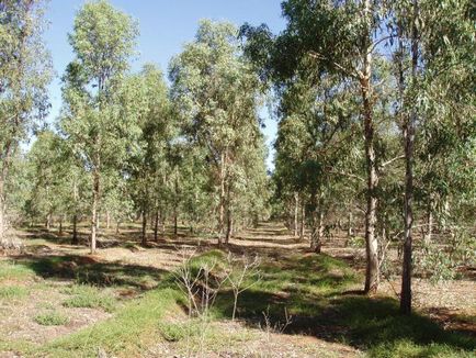 Flora și fauna din Australia