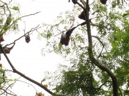 Flora și fauna din Australia