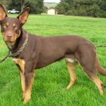 Australian Kelpie (leírás, ellátás, képzés, fotók, videók)