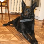 Australian Kelpie (descriere, îngrijire, antrenament, foto, video)