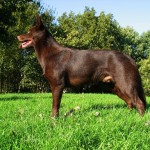 Australian Kelpie (leírás, ellátás, képzés, fotók, videók)