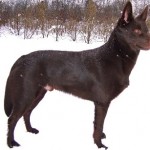 Australian Kelpie (leírás, ellátás, képzés, fotók, videók)