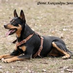 Australian Kelpie (leírás, ellátás, képzés, fotók, videók)