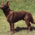 Australian Kelpie (descriere, îngrijire, antrenament, foto, video)