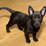 Australian Kelpie (leírás, ellátás, képzés, fotók, videók)