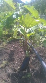 Баклажани, супер урожай без хімії, блог крапельний полив автоматичний полив газону відгук