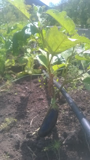 Padlizsán, szuper aratás vegyszerek nélkül, blog csepegtető öntözés automata öntöző pázsit felülvizsgálat (locsolás) Padlizsán, szuper aratás vegyszerek nélkül, blog csepegtető öntözés automata öntöző pázsit felülvizsgálata