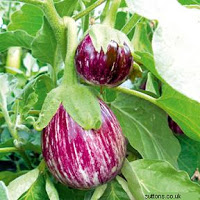 Padlizsán, szuper aratás vegyszerek nélkül, blog csepegtető öntözés automata öntöző pázsit felülvizsgálat (kémia) Padlizsán, szuper aratás vegyszerek nélkül, blog csepegtető öntözés automata öntöző pázsit felülvizsgálata