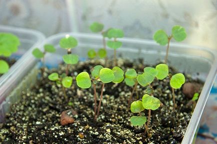 Balsam grădină - plantare și de îngrijire, în creștere din semințe, îngrijire de iarnă, fotografie, video