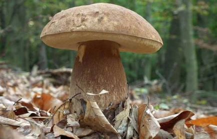 Descrierea albă a ciupercii în cazul în care crește, când să colecteze, gemeni