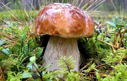 Білий гриб опис, де росте, коли збирати, двійники