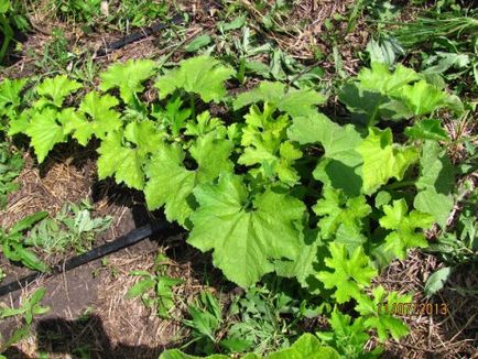 Beninkaza sau ceară de ceară cultivată și ceară (ceară) Beninkaza sau ceară de ceară cultivarea și grooming