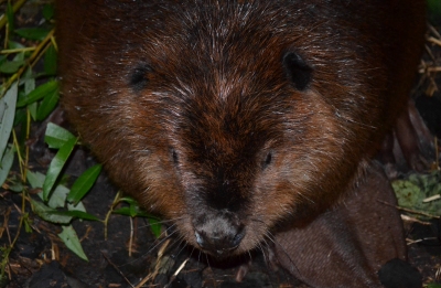 Beaver pepinieră și muzeu de natură (rezervația biosferei Voronezh) - articol - recreere cu copii