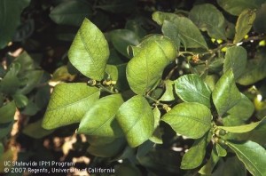 Betegségek beltéri citrom, Lemontree - gyönyörű, fedett fák