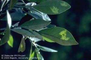 Betegségek beltéri citrom, Lemontree - gyönyörű, fedett fák