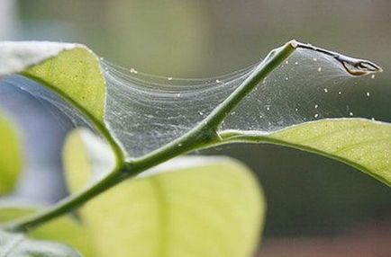 Betegségek citrom okai és kezelése a hazai citrus