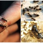 Nagy fekete hangyák - fotó és leírás