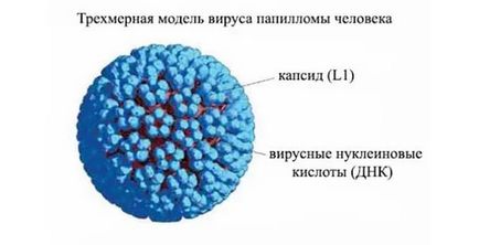 Бородавки на тілі причини появи, типи, фото