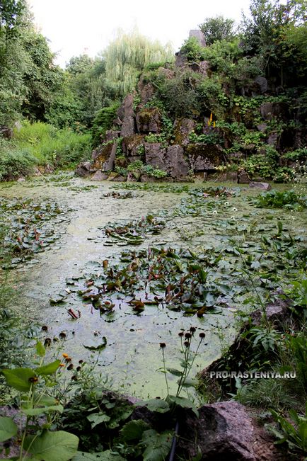 Gradina botanica Mgu pe colectia muntilor vrabii, excursii, cum sa ajungeti - site despre plante