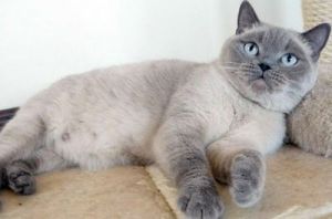Британці »на дачі - правила безпеки - розплідник британських кішок рідкісних забарвлень - rare color