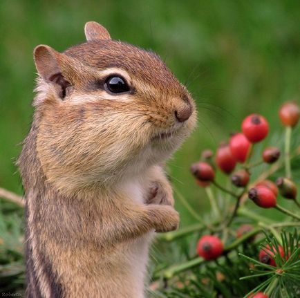 Știri Chipmunks