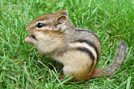 Știri Chipmunks